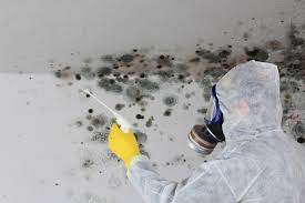 Why You Should Choose Our Mold Remediation Services in Montevideo, MN